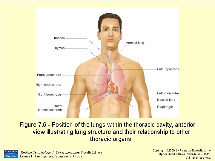 Figure 7. 6 - Position of the lungs within the thoracic cavity, anterior view