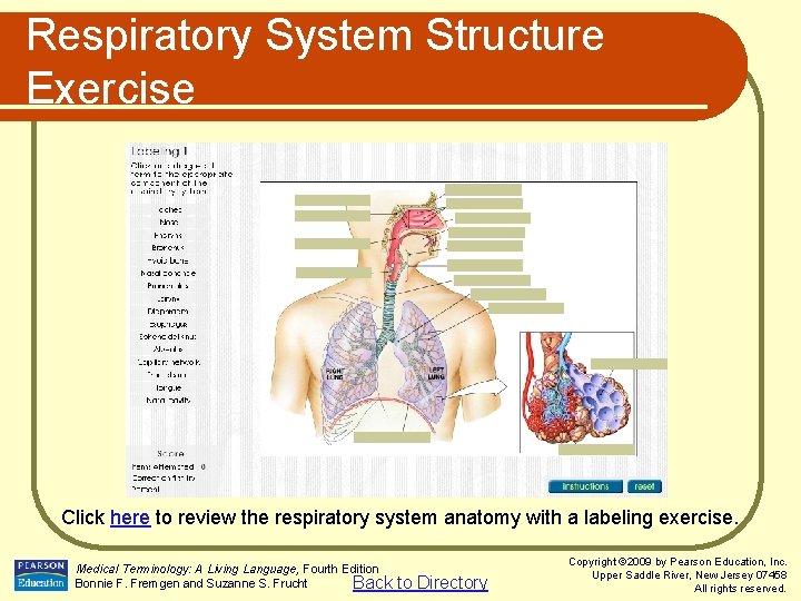Respiratory System Structure Exercise Click here to review the respiratory system anatomy with a