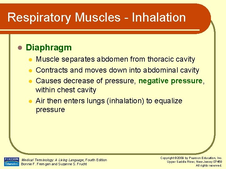 Respiratory Muscles - Inhalation l Diaphragm l l Muscle separates abdomen from thoracic cavity