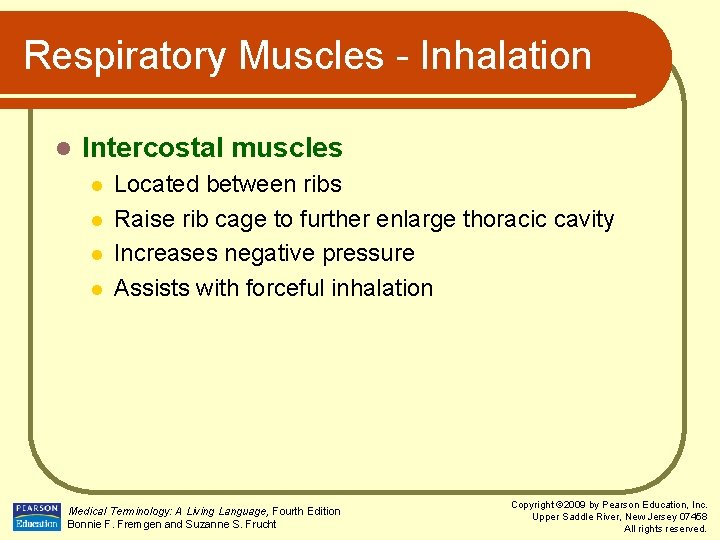 Respiratory Muscles - Inhalation l Intercostal muscles l l Located between ribs Raise rib