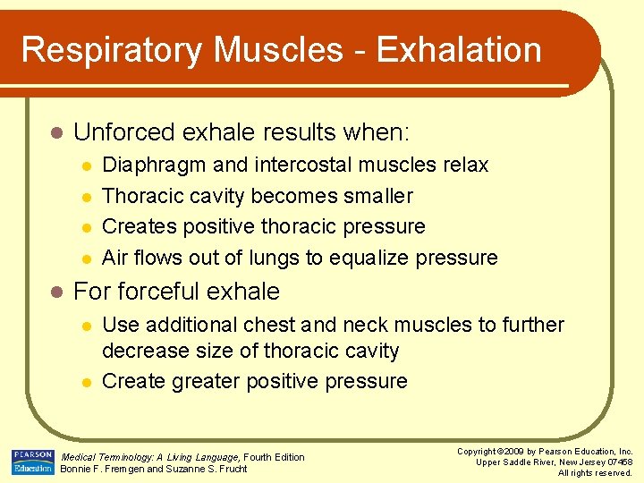 Respiratory Muscles - Exhalation l Unforced exhale results when: l l l Diaphragm and