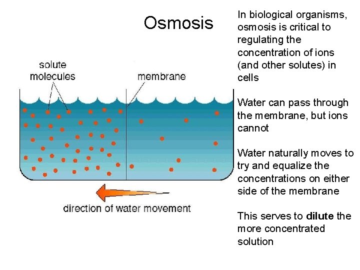 Osmosis In biological organisms, osmosis is critical to regulating the concentration of ions (and