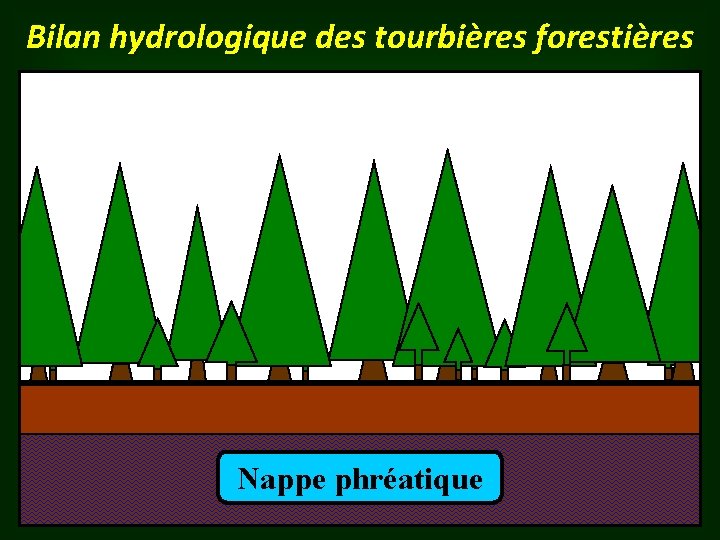 Bilan hydrologique des tourbières forestières Nappe phréatique 