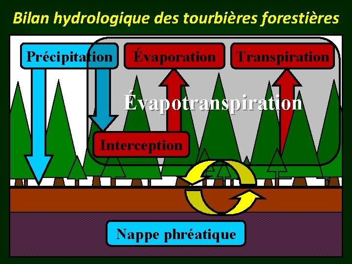 Bilan hydrologique des tourbières forestières Précipitation Évaporation Transpiration Évapotranspiration Interception Nappe phréatique 