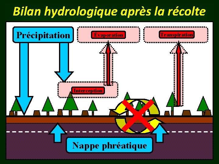 Bilan hydrologique après la récolte Précipitation Évaporation Interception Nappe phréatique Transpiration 