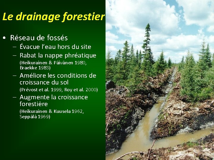 Le drainage forestier • Réseau de fossés – Évacue l’eau hors du site –