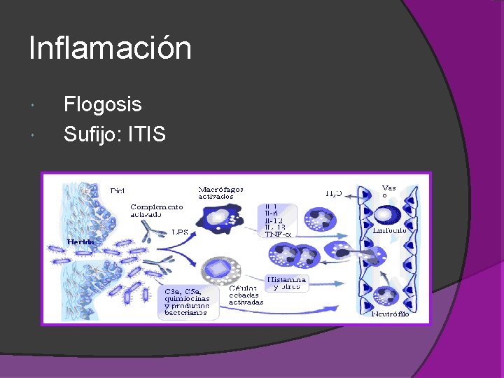 Inflamación Flogosis Sufijo: ITIS Inflamación Flogosis Sufijo: ITIS