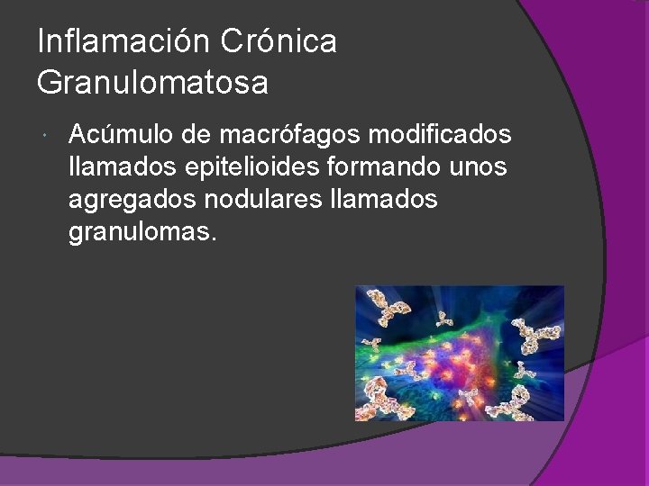 Inflamación Crónica Granulomatosa Acúmulo de macrófagos modificados llamados epitelioides formando unos agregados nodulares llamados Inflamación Crónica Granulomatosa Acúmulo de macrófagos modificados llamados epitelioides formando unos agregados nodulares llamados