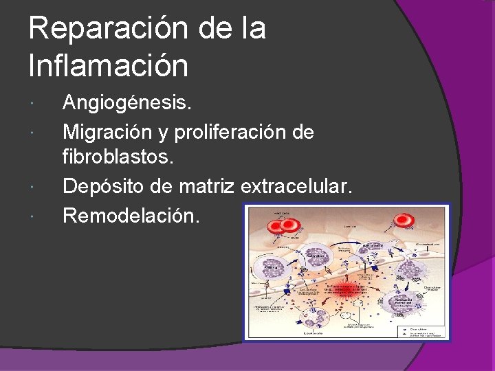 Reparación de la Inflamación Angiogénesis. Migración y proliferación de fibroblastos. Depósito de matriz extracelular. Reparación de la Inflamación Angiogénesis. Migración y proliferación de fibroblastos. Depósito de matriz extracelular.
