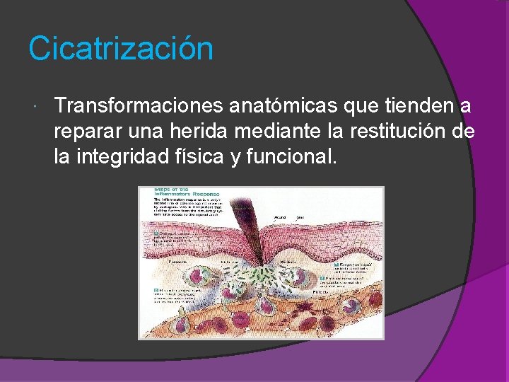 Cicatrización Transformaciones anatómicas que tienden a reparar una herida mediante la restitución de la Cicatrización Transformaciones anatómicas que tienden a reparar una herida mediante la restitución de la