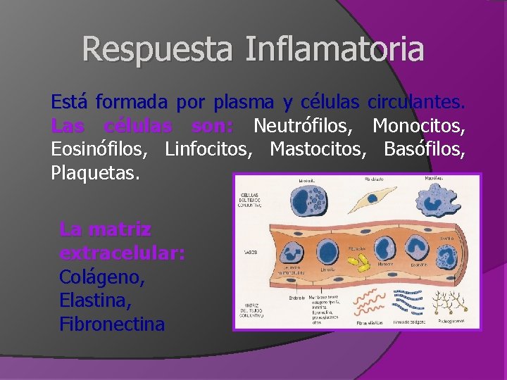 Respuesta Inflamatoria Está formada por plasma y células circulantes. Las células son: Neutrófilos, Monocitos, Respuesta Inflamatoria Está formada por plasma y células circulantes. Las células son: Neutrófilos, Monocitos,