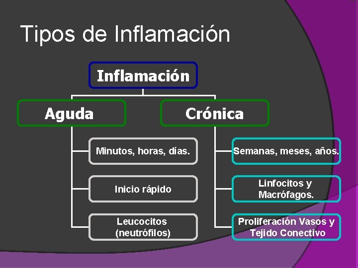 Tipos de Inflamación Crónica Aguda Minutos, horas, días. Semanas, meses, años. Inicio rápido Linfocitos Tipos de Inflamación Crónica Aguda Minutos, horas, días. Semanas, meses, años. Inicio rápido Linfocitos