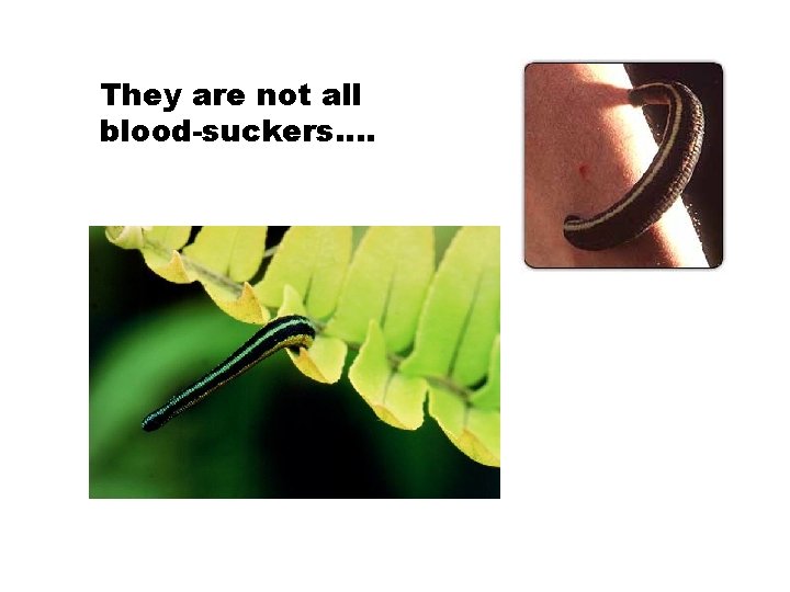 They are not all blood-suckers…. 