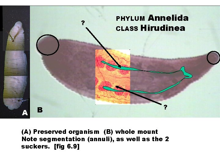 ? A B Annelida CLASS Hirudinea PHYLUM ? (A) Preserved organism (B) whole mount