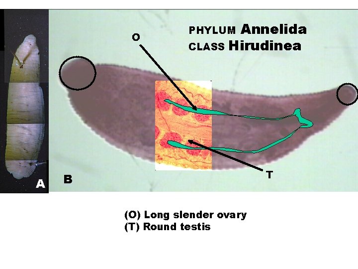 O A Annelida CLASS Hirudinea PHYLUM T B (O) Long slender ovary (T) Round