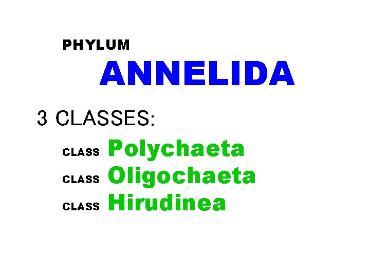 PHYLUM ANNELIDA 3 CLASSES: CLASS Polychaeta CLASS Oligochaeta CLASS Hirudinea 