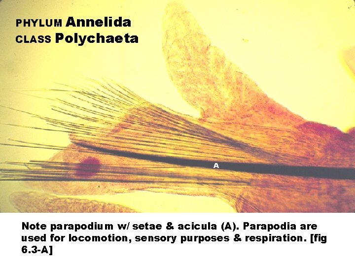 Annelida CLASS Polychaeta PHYLUM A Note parapodium w/ setae & acicula (A). Parapodia are