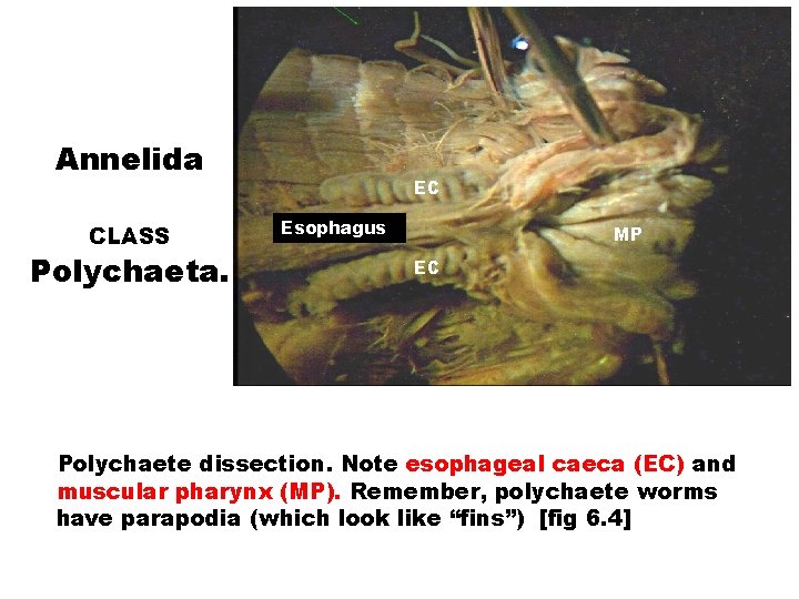 PHYLUM Annelida CLASS Polychaeta. EC Esophagus MP EC Polychaete dissection. Note esophageal caeca (EC)