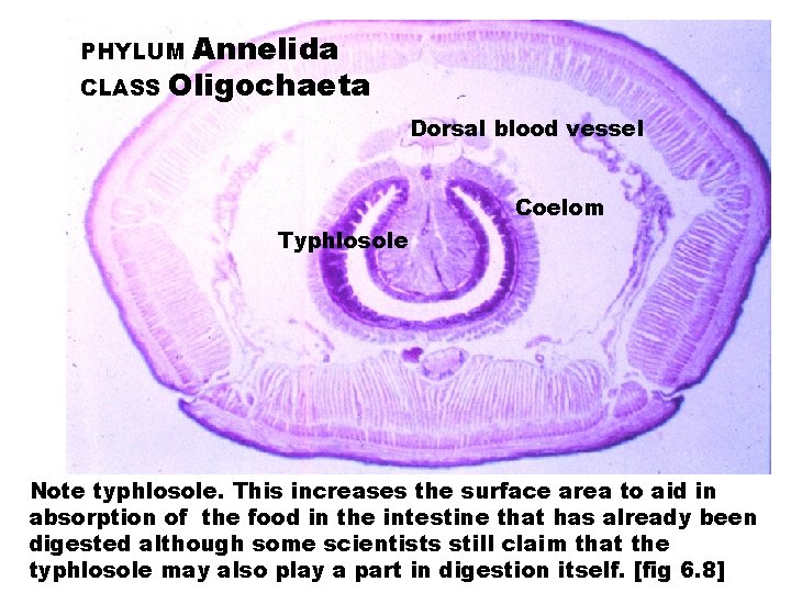 Annelida CLASS Oligochaeta PHYLUM Dorsal blood vessel Coelom Typhlosole Note typhlosole. This increases the
