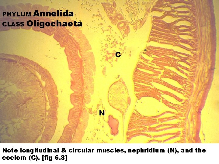 Annelida CLASS Oligochaeta PHYLUM C N Note longitudinal & circular muscles, nephridium (N), and