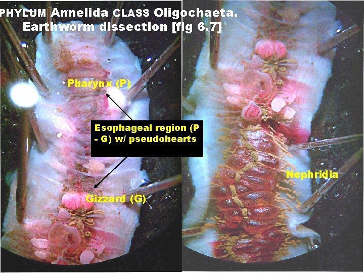 Annelida CLASS Oligochaeta. Earthworm dissection [fig 6. 7] PHYLUM Pharynx (P) Esophageal region (P