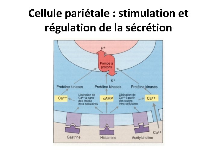Cellule pariétale : stimulation et régulation de la sécrétion 