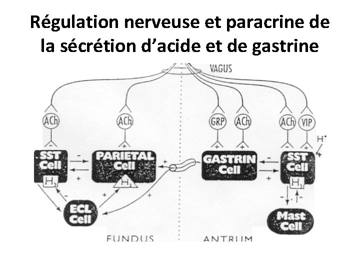 Régulation nerveuse et paracrine de la sécrétion d’acide et de gastrine 