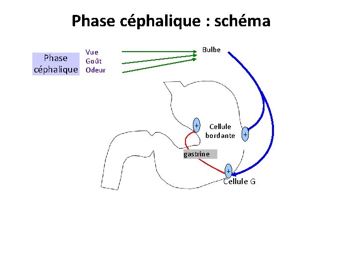 Phase céphalique : schéma Phase céphalique Bulbe Vue Goût Odeur + Cellule bordante +