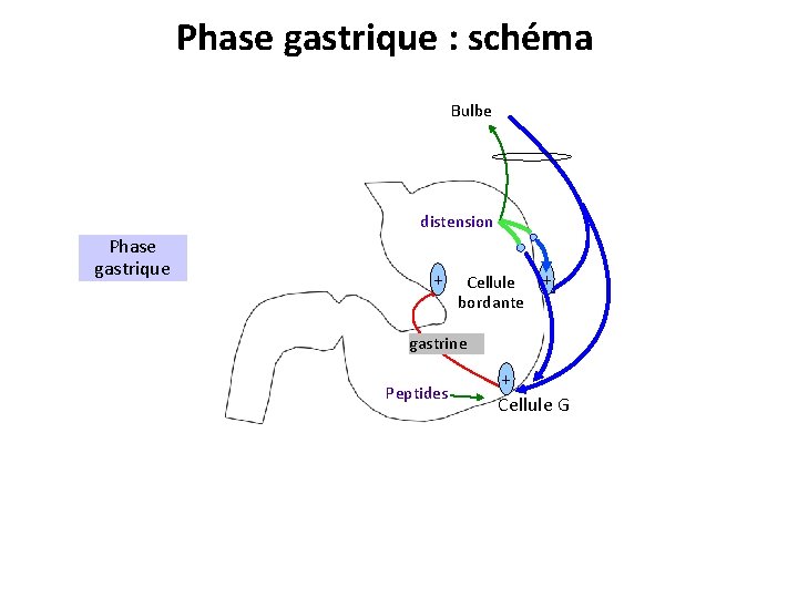 Phase gastrique : schéma Bulbe distension Phase gastrique + Cellule + bordante gastrine Peptides