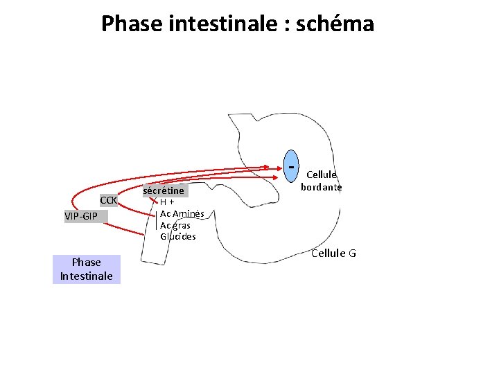 Phase intestinale : schéma CCK VIP-GIP Phase Intestinale sécrétine Cellule bordante H + Ac
