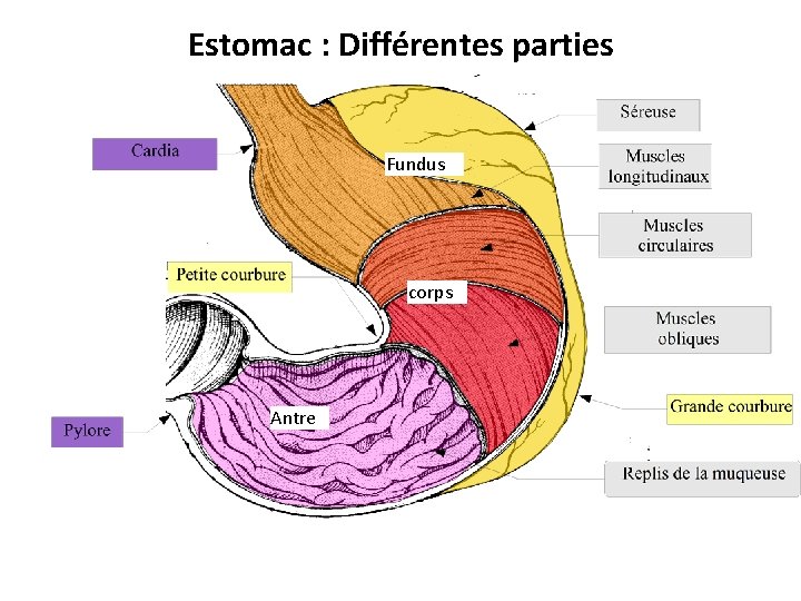 Estomac : Différentes parties Fundus corps Antre 
