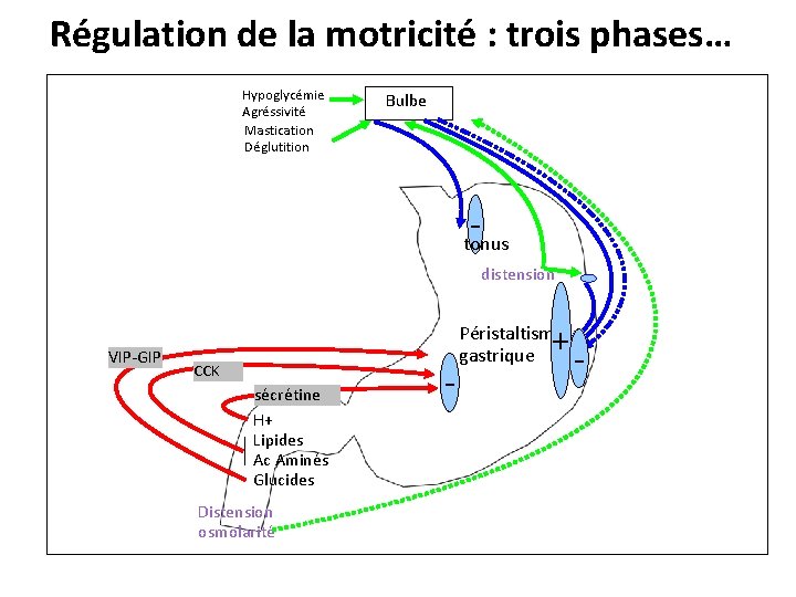 Régulation de la motricité : trois phases… Hypoglycémie Agréssivité Mastication Déglutition Bulbe - tonus