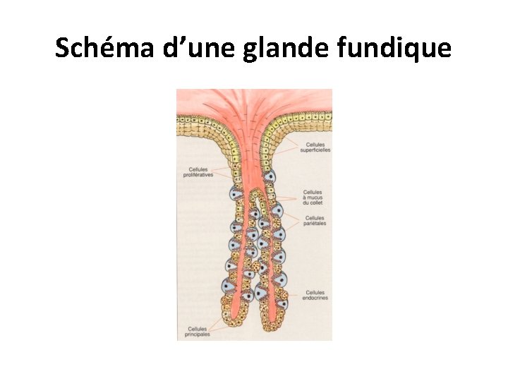 Schéma d’une glande fundique 