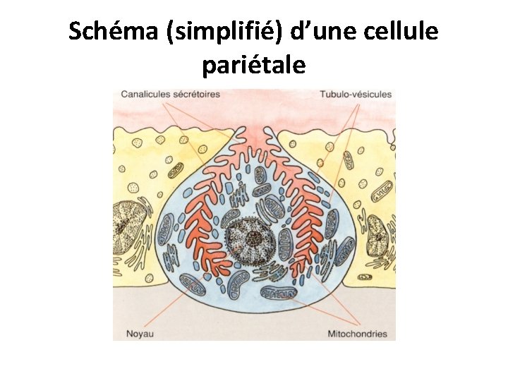 Schéma (simplifié) d’une cellule pariétale 