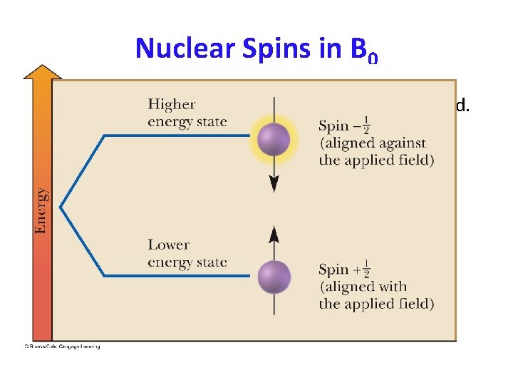 Nuclear Spins in B 0 – for 1 H and 13 C, only two