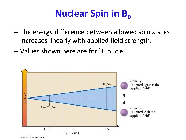 Nuclear Spin in B 0 – The energy difference between allowed spin states increases