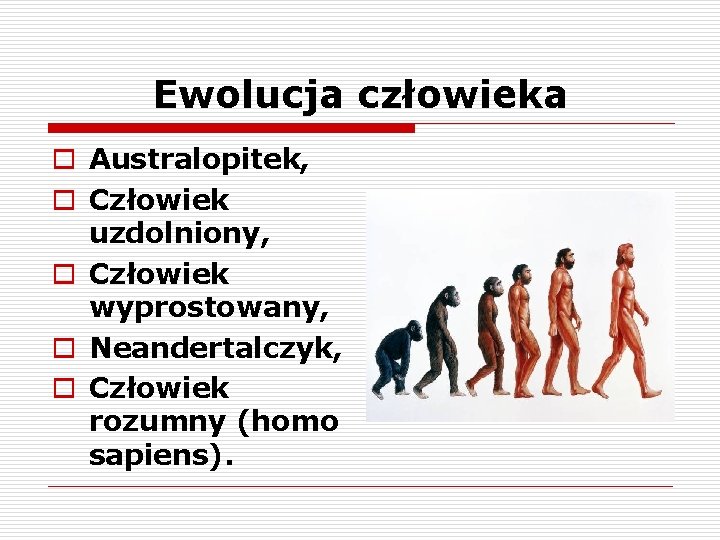 Ewolucja człowieka o Australopitek, o Człowiek uzdolniony, o Człowiek wyprostowany, o Neandertalczyk, o Człowiek