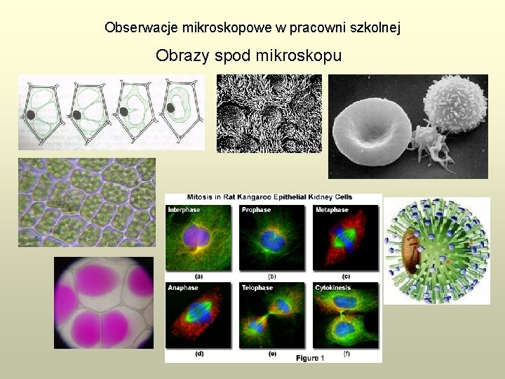 Obserwacje mikroskopowe w pracowni szkolnej Obrazy spod mikroskopu 