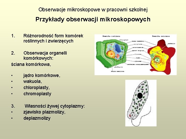 Obserwacje mikroskopowe w pracowni szkolnej Przykłady obserwacji mikroskopowych 1. Różnorodność form komórek roślinnych i