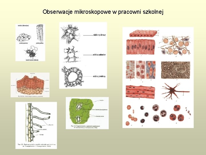 Obserwacje mikroskopowe w pracowni szkolnej 