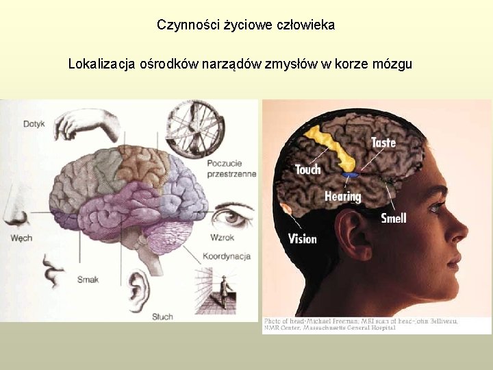 Czynności życiowe człowieka Lokalizacja ośrodków narządów zmysłów w korze mózgu 