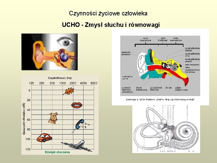 Czynności życiowe człowieka UCHO - Zmysł słuchu i równowagi 