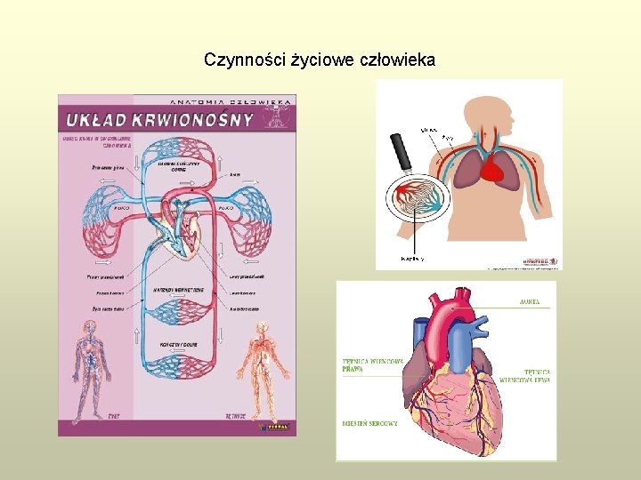 Czynności życiowe człowieka 