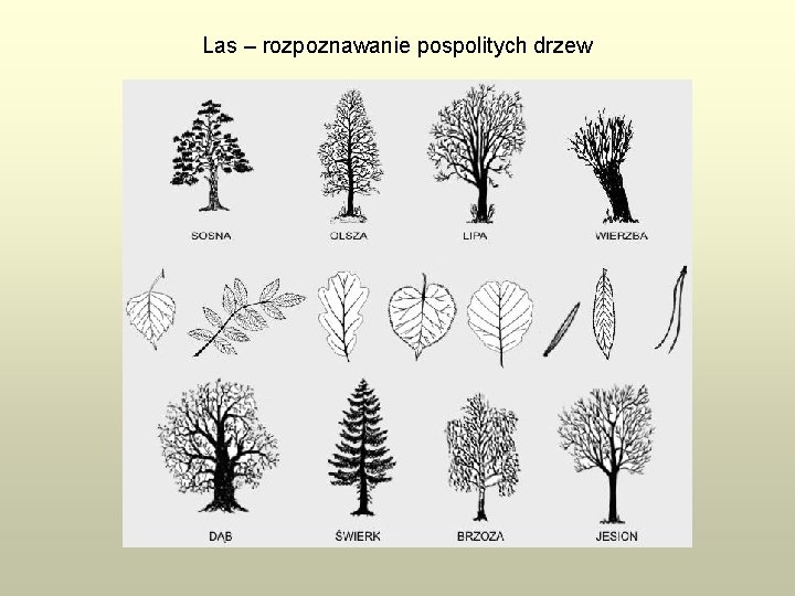 Las – rozpoznawanie pospolitych drzew 