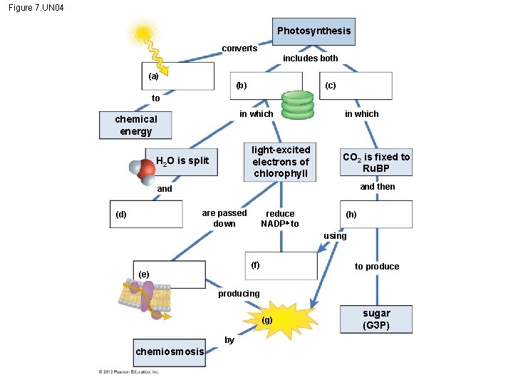 Figure 7. UN 04 Photosynthesis converts includes both (a) (c) (b) to in which