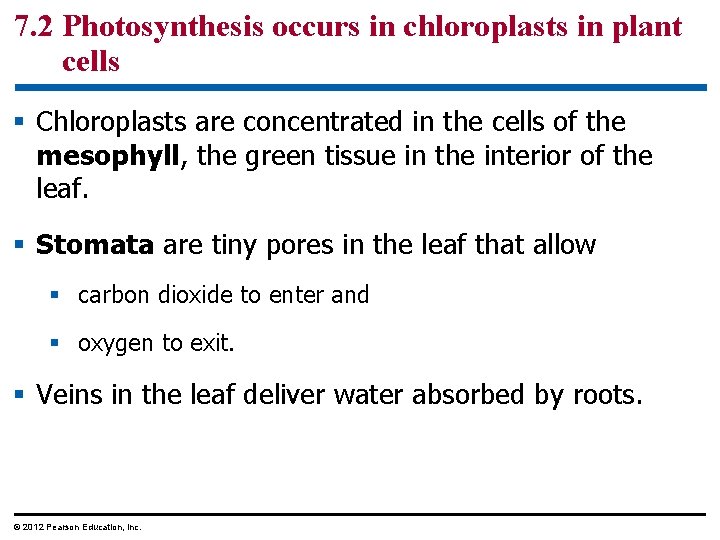 7. 2 Photosynthesis occurs in chloroplasts in plant cells § Chloroplasts are concentrated in