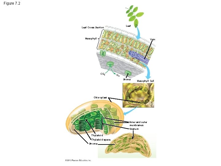 Figure 7. 2 Leaf Cross Section Mesophyll Vein CO 2 Stoma Mesophyll Cell Chloroplast