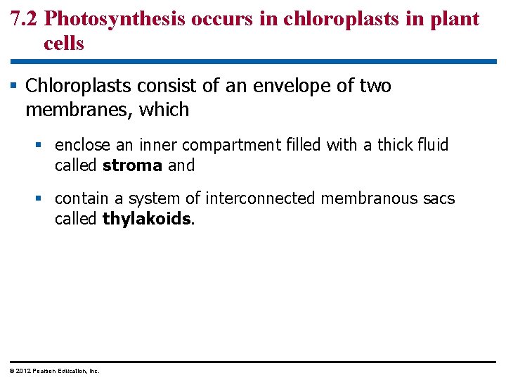 7. 2 Photosynthesis occurs in chloroplasts in plant cells § Chloroplasts consist of an