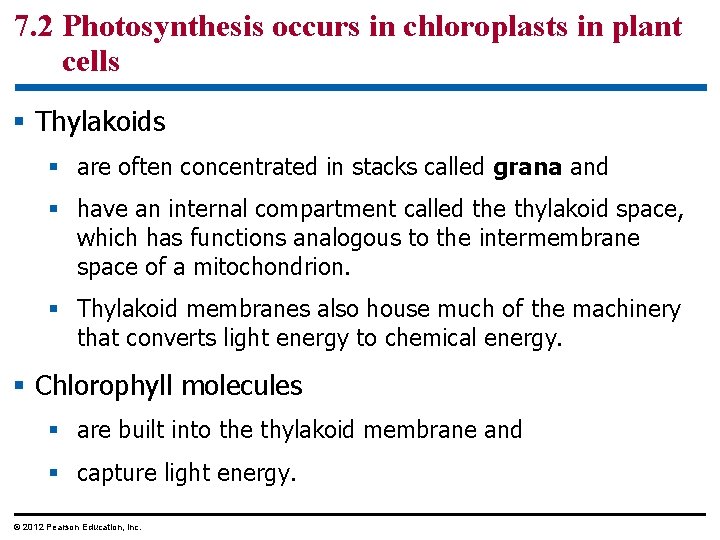 7. 2 Photosynthesis occurs in chloroplasts in plant cells § Thylakoids § are often