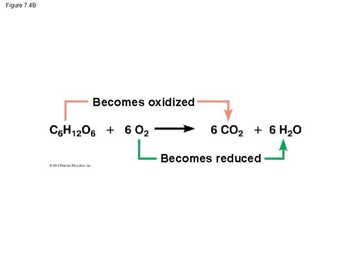 Figure 7. 4 B Becomes oxidized Becomes reduced 